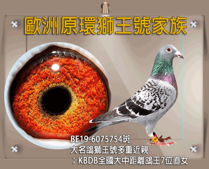 【定價鴿】歐洲原環獅王號家族《鴿在台灣，免國際運費》(速洽LINE或客服專線)