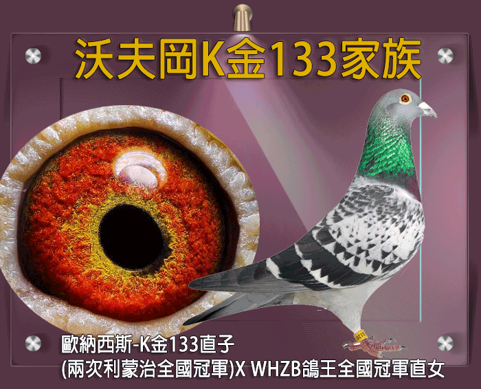 【定價鴿】沃夫岡K金133家族《鴿在台灣，免國際運費》(速洽LINE或客服專線)