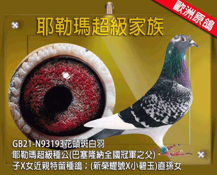 【定價鴿】耶勒瑪超級家族《鴿在台灣，免國際運費》(速洽LINE或客服專線)
