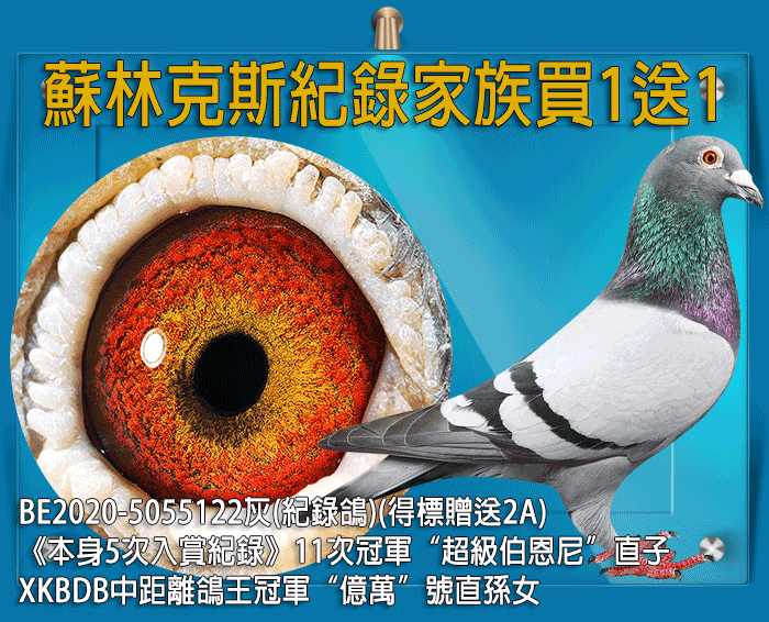 【定價鴿】蘇林克斯本舍紀錄家族買1送1《鴿在台灣，免國際運費！》(速洽LINE或客服專線)